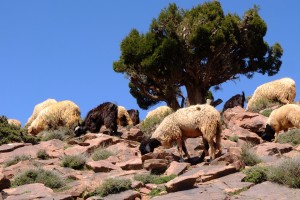 Randonnée à pied au Maroc