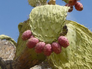 Figue de barbarie au Maroc