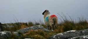 Randonnée sur la côte Ouest de l'Irlande