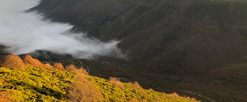 Randonnées , Brame du cerf et champignons sur le Mont Lozère – Oct 2022